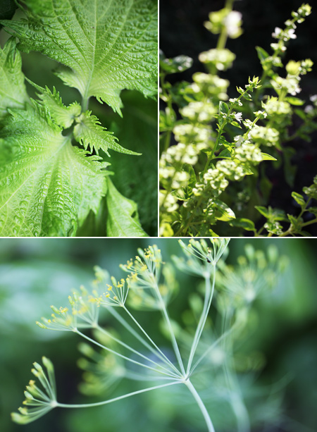 shiso plant; basil blossoms; dill flowers