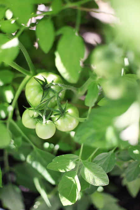 yellow tomatoes