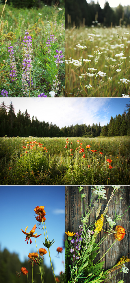 flora of Hodgdon Meadow